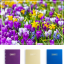 Jarní balíček - fialová, pastelově žlutá, modrá (2+1 ZDARMA)